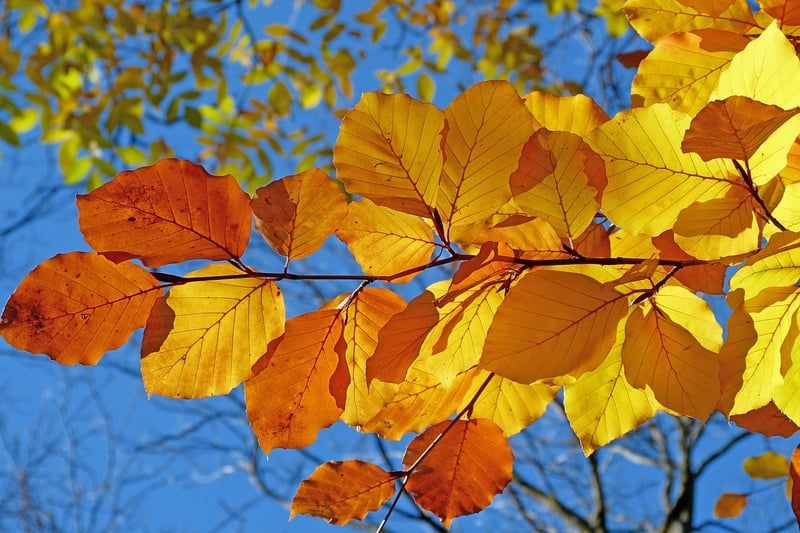 Fall Foliage