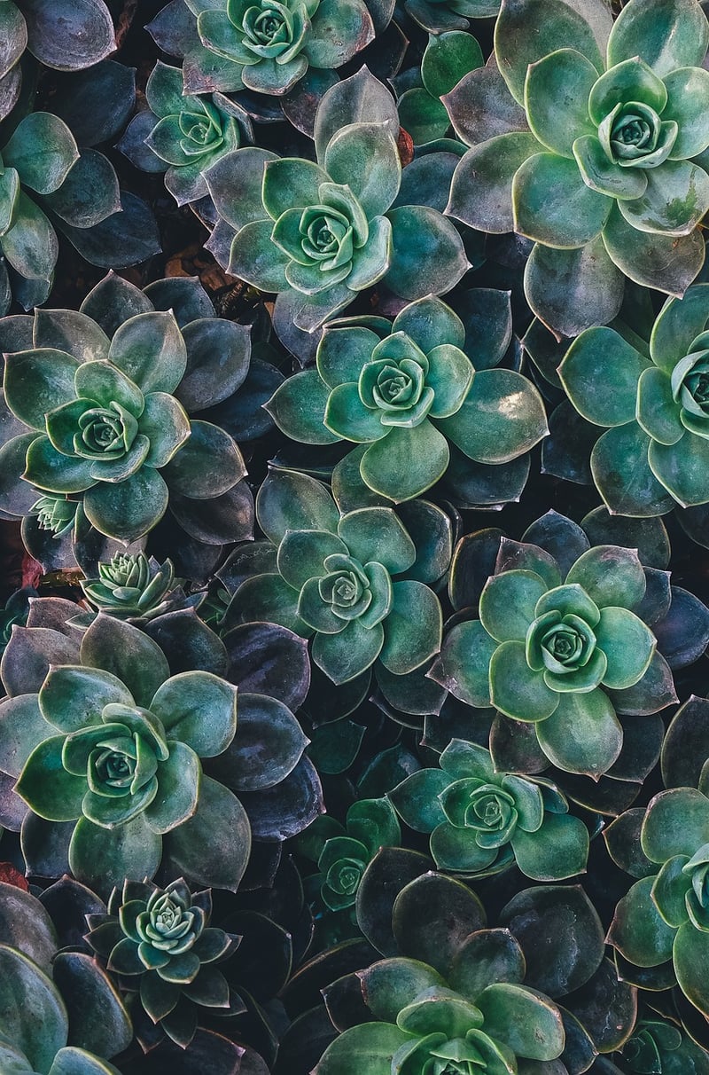 Succulent Showcase