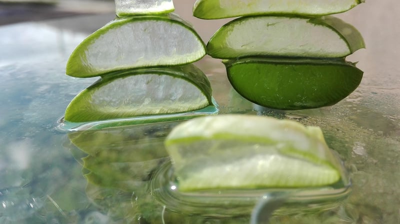 Aloe Vera Succulent