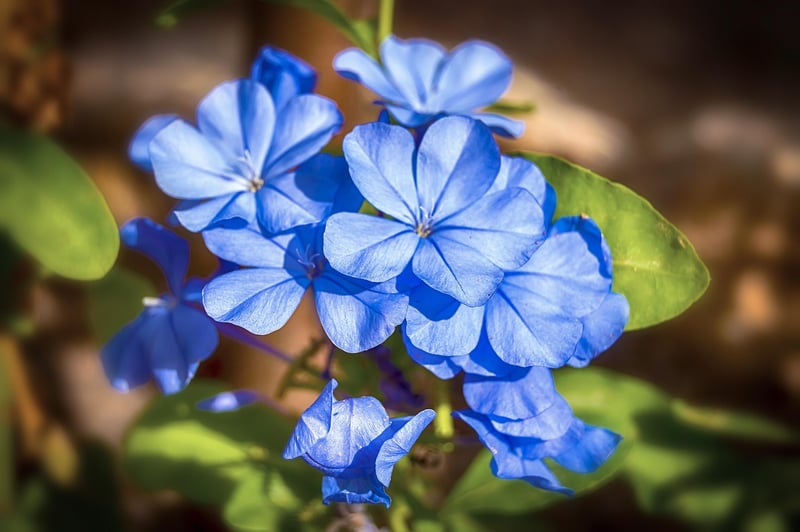 Jasmine