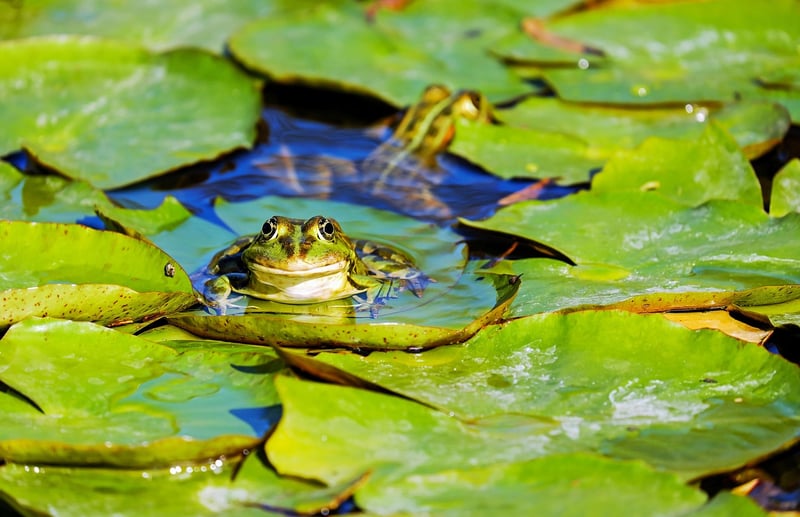 pond paradise