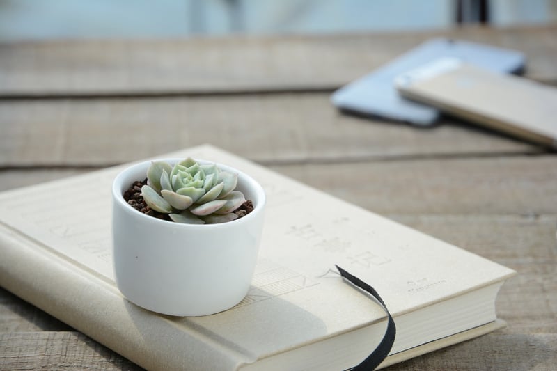 Snake Plant
